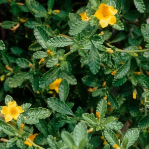 Damiana 80g