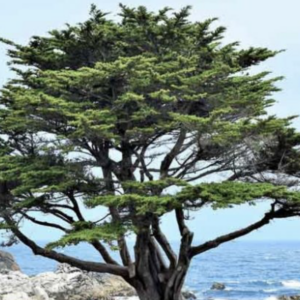 Monterey cypress -Essential Oil-