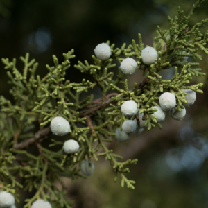 Juniper -Essential Oil-